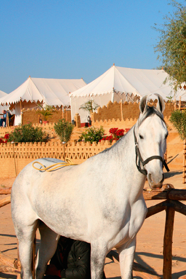 marwari-horses-passage-to-india