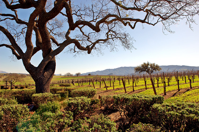 Santa Barbara grapevines Santa-Barbara-grapevines