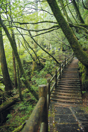 A forest walk on Yakushima Island,  Japan Yakushima-Cedar-Forest-on-Yakushima-Island-Japan-credit-Yasufumi-Nishi