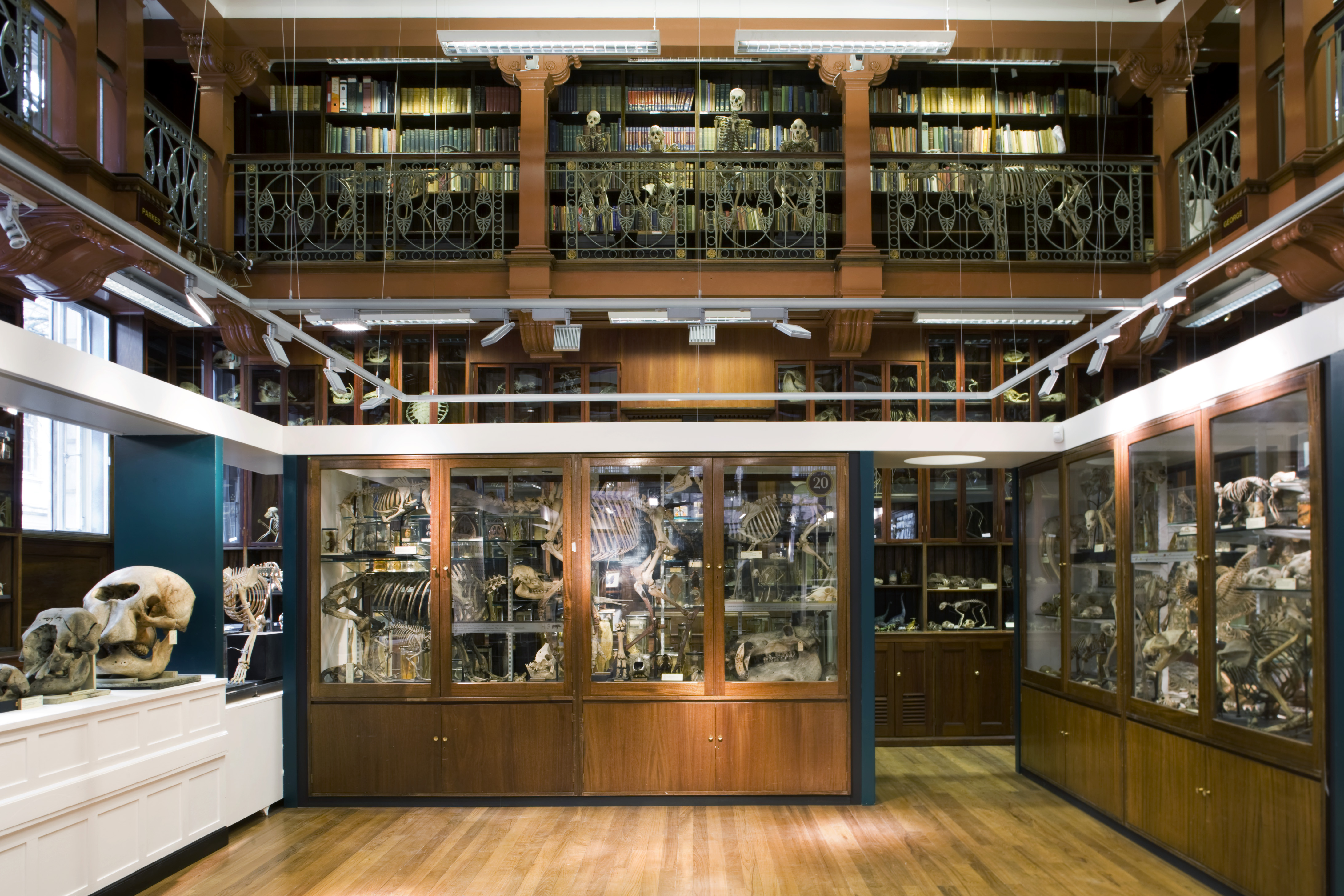 Grant Museum of Zoology, UCL Matt Clayton