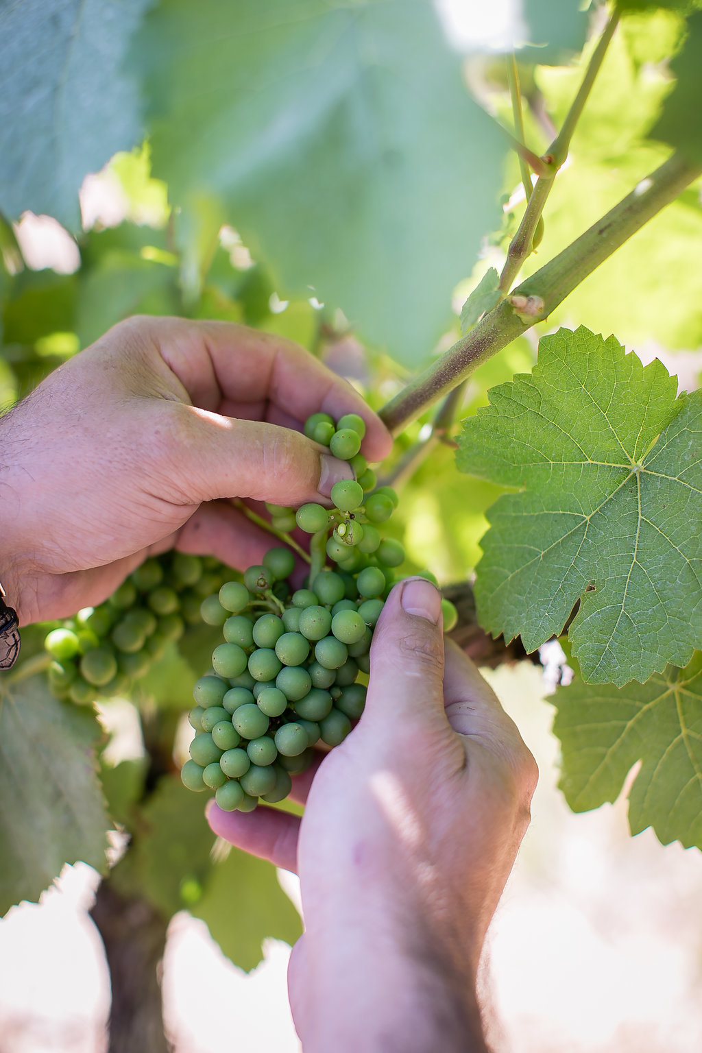 The making of uniquely English sparkling wine