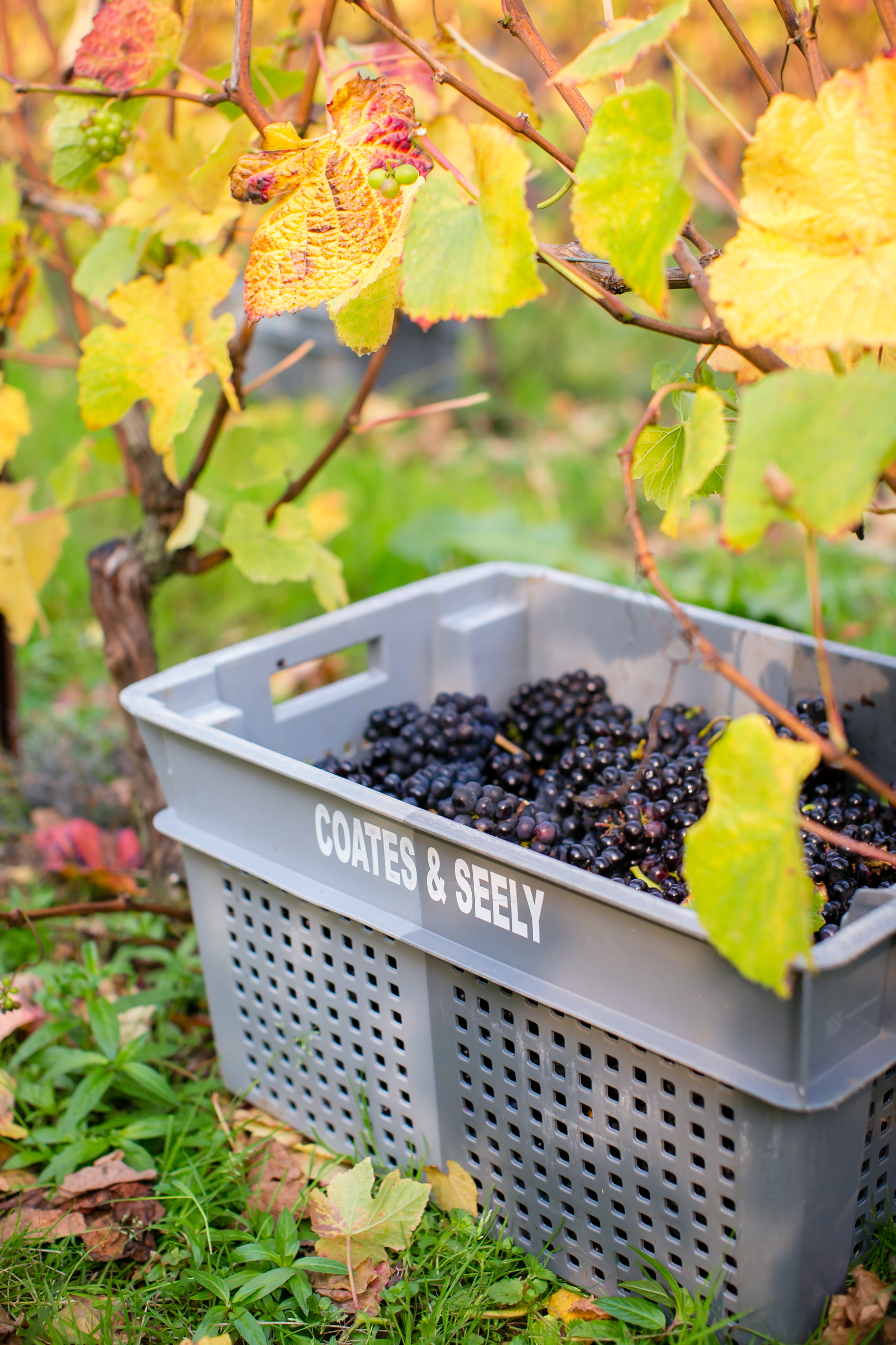 Delectable sparkling wine from Coates and Seely