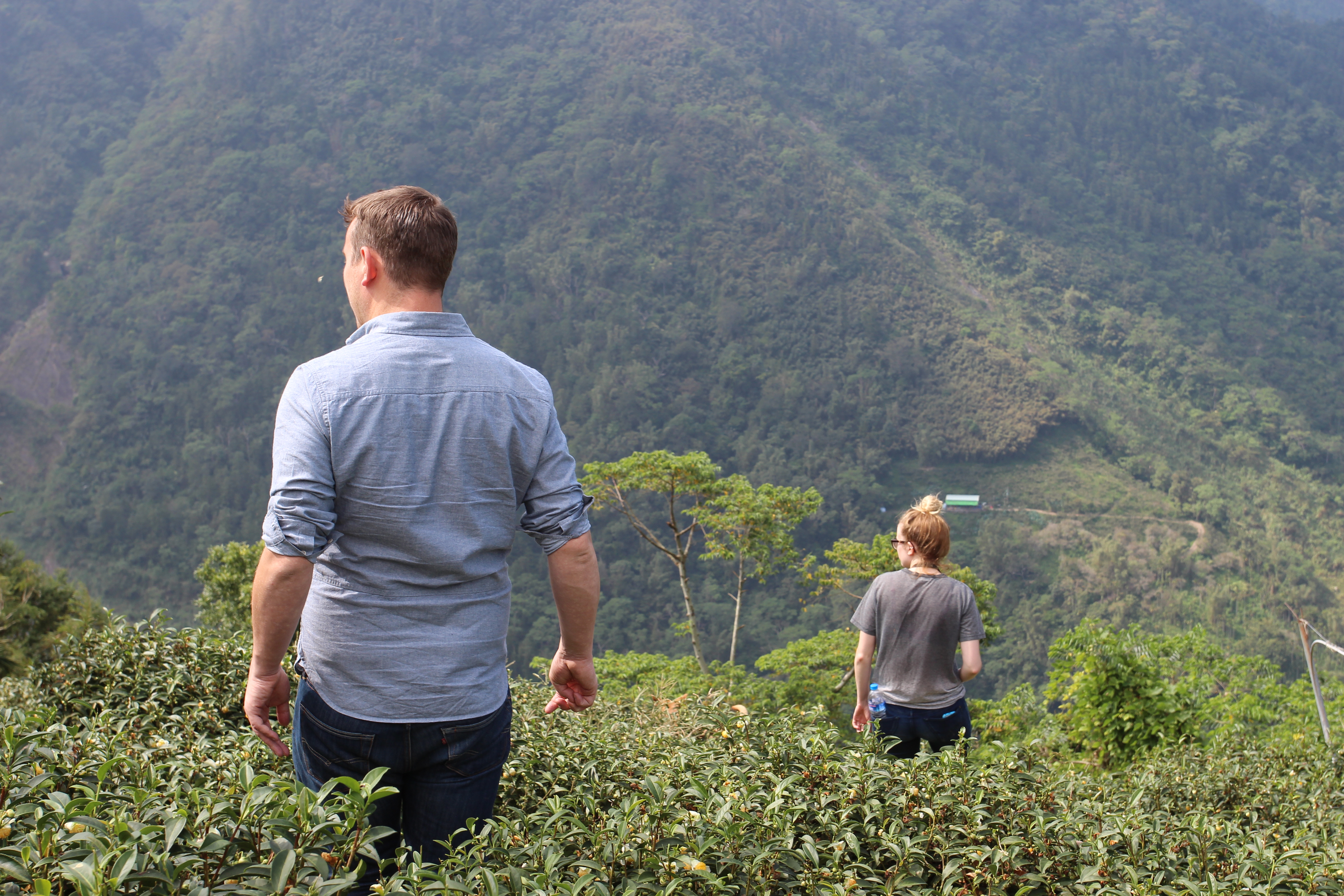 Souring tea in Taiwan