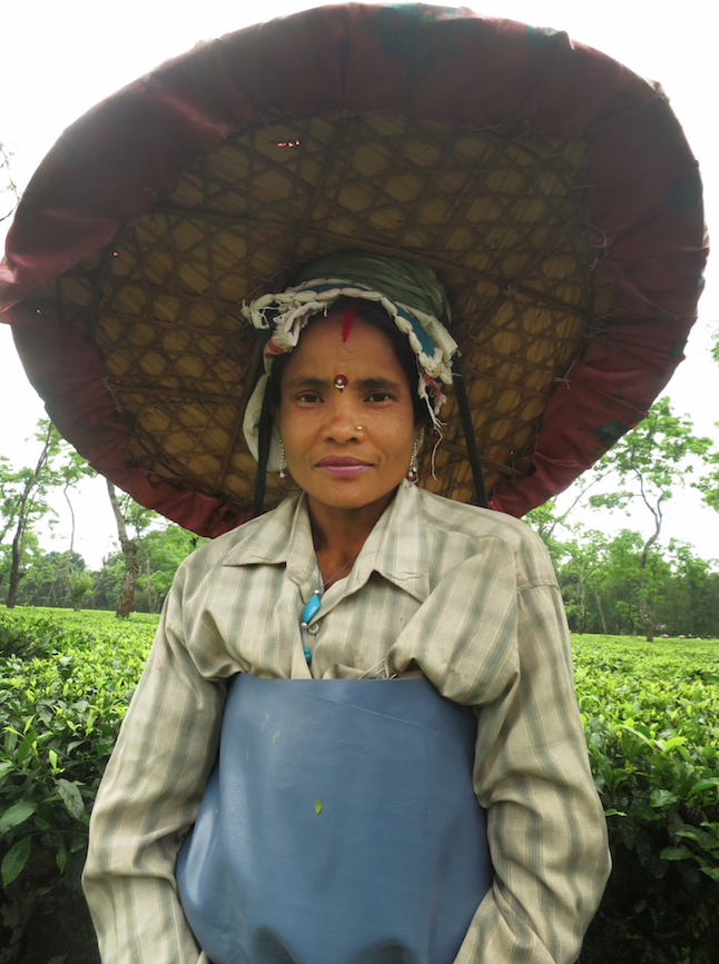 Tea picker in Assam
