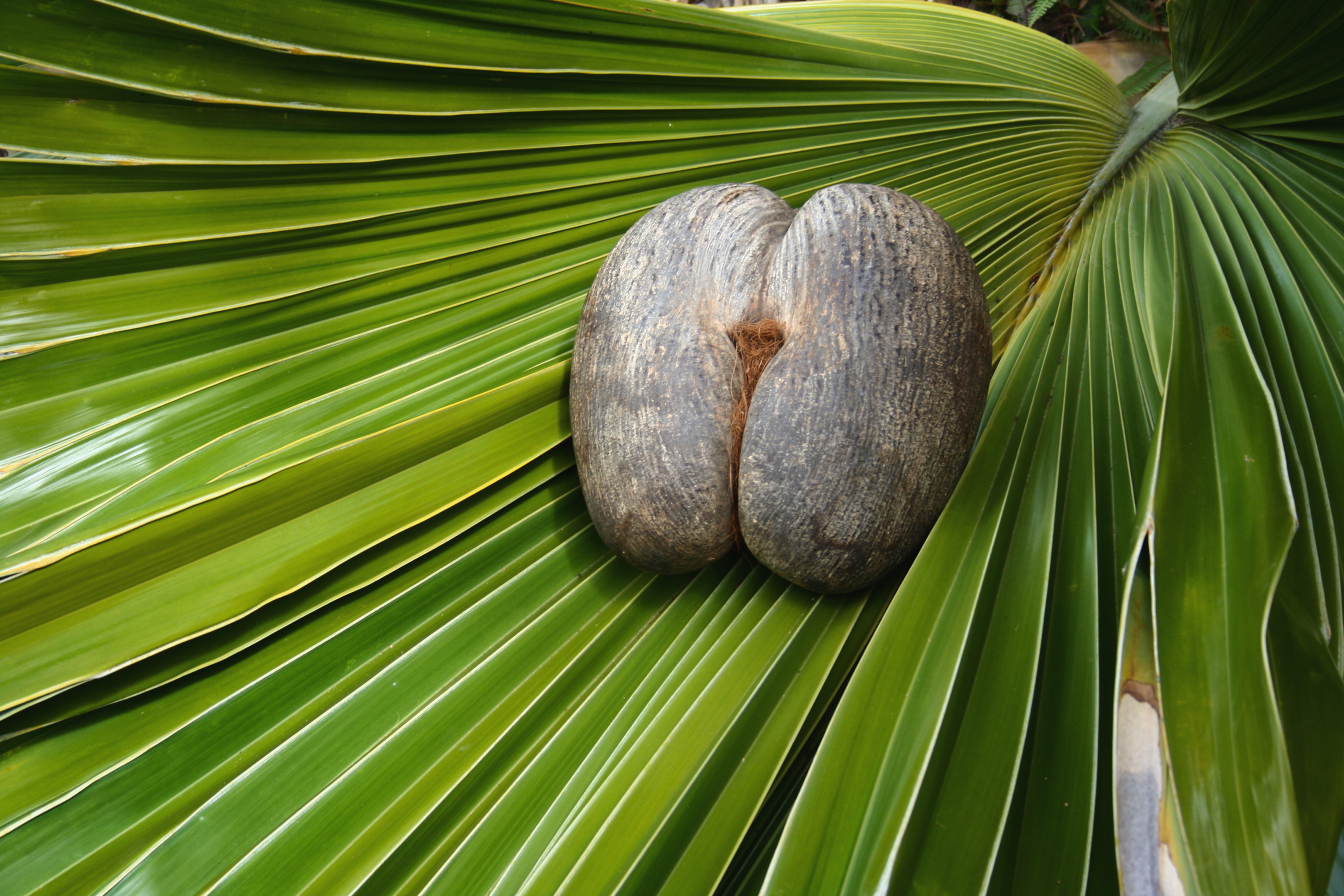 Escape to paradise: The tranquil tropics of the Seychelles