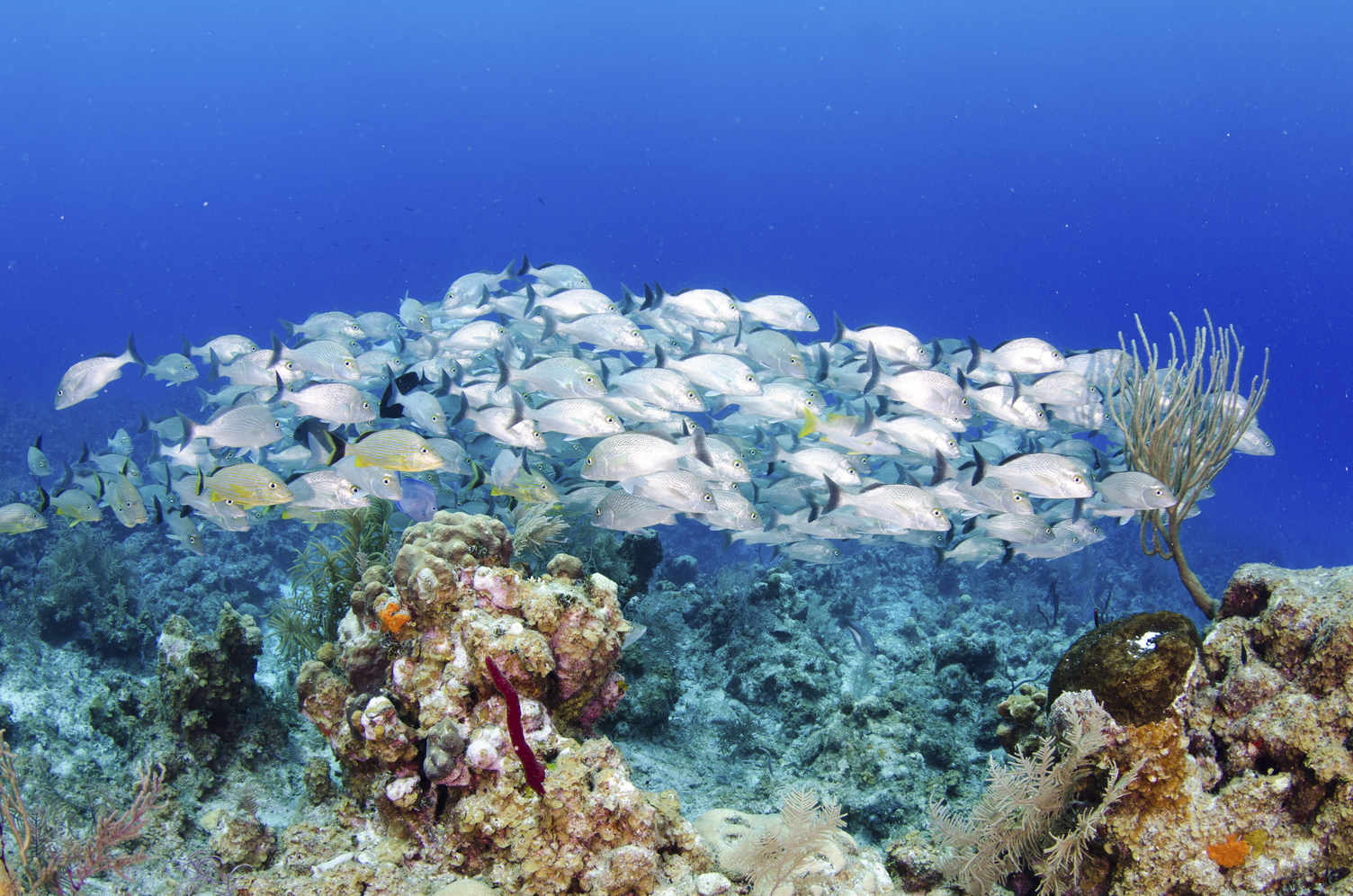The Cayman Islands are home to some of the world’s most pristine coral reefs Caribbean dream: Nature meets luxury in the Cayman Islands