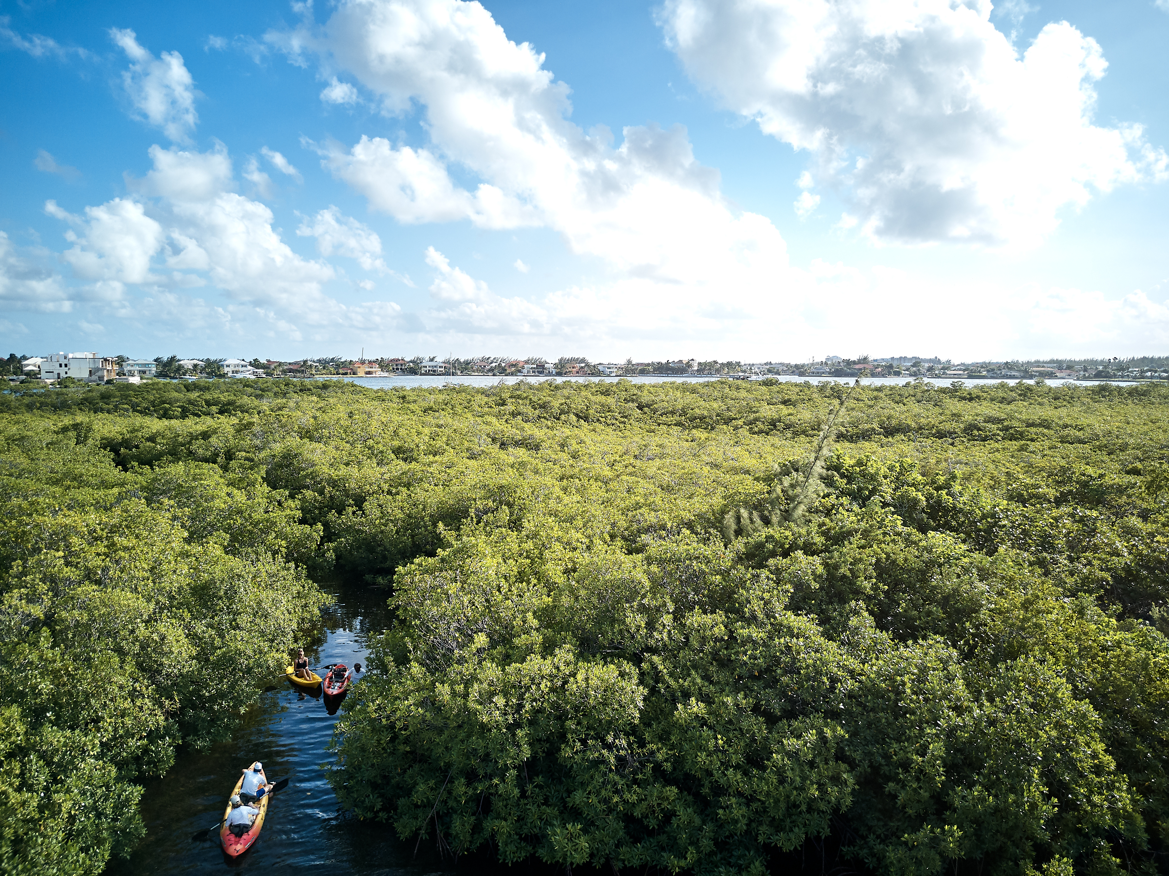 The Cayman Islands are home to lush mangroves Caribbean dream: Nature meets luxury in the Cayman Islands