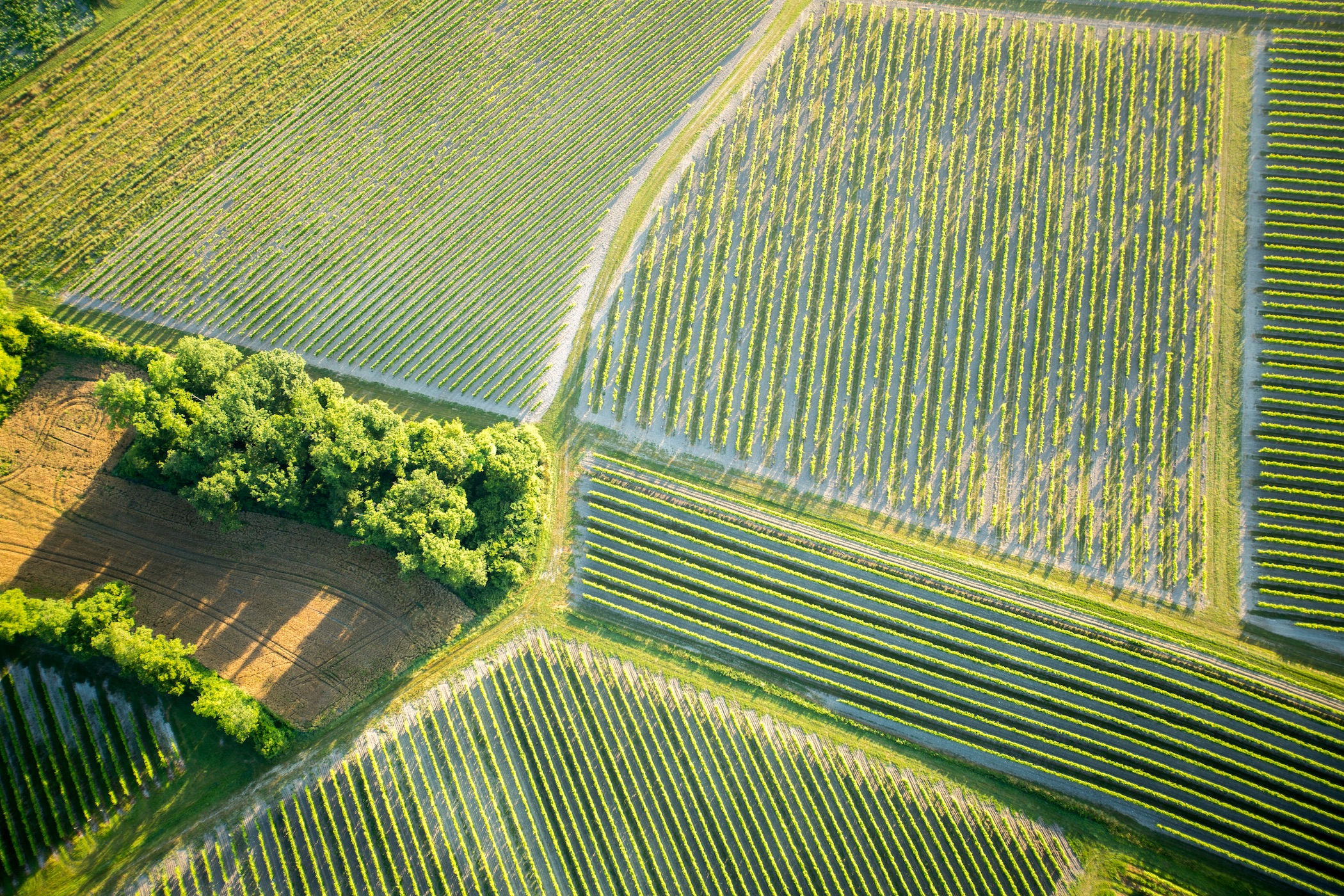 High spirit: How cognac takes food pairing to new levels