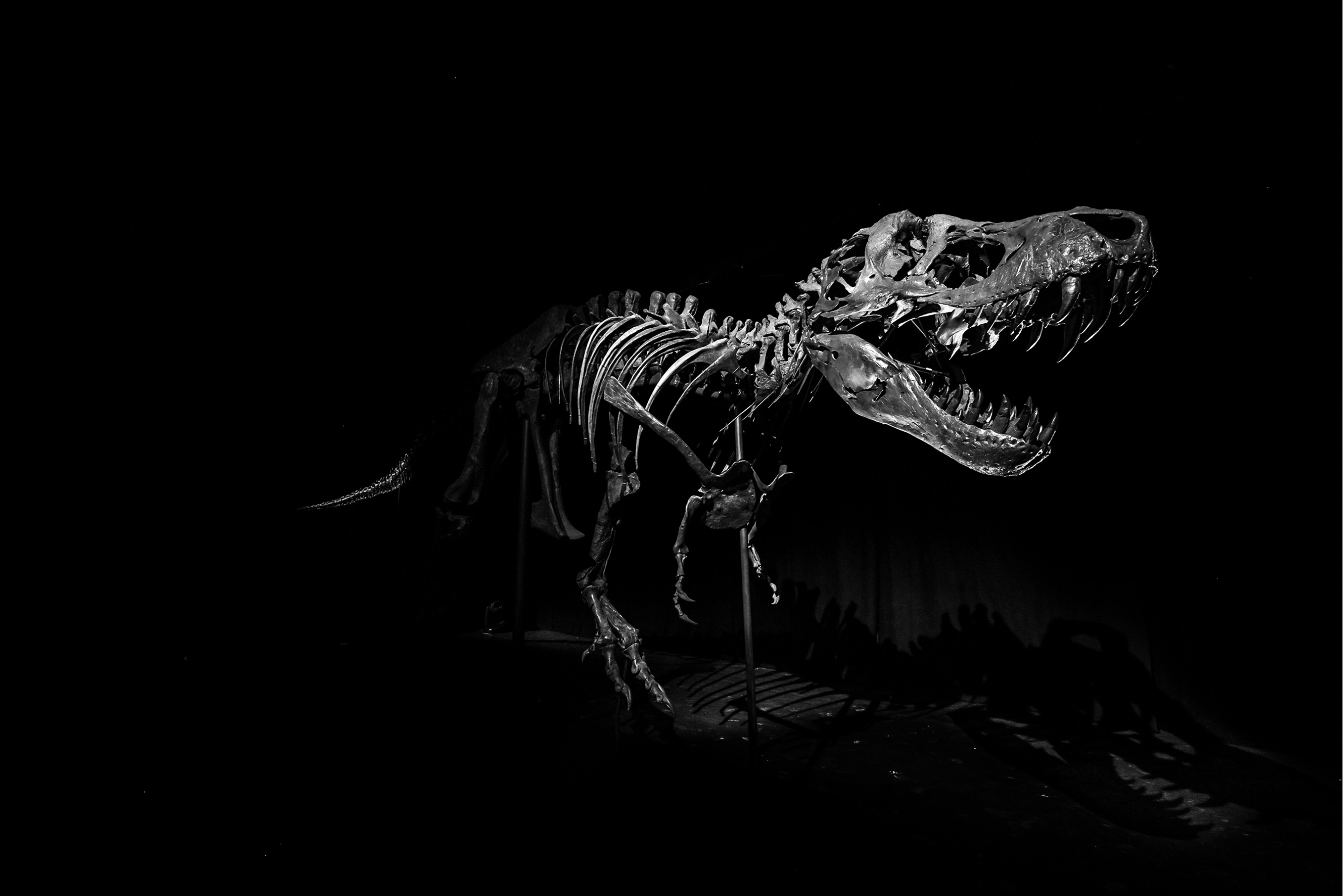 T Rex Skeleton Stan in Abu Dhabi