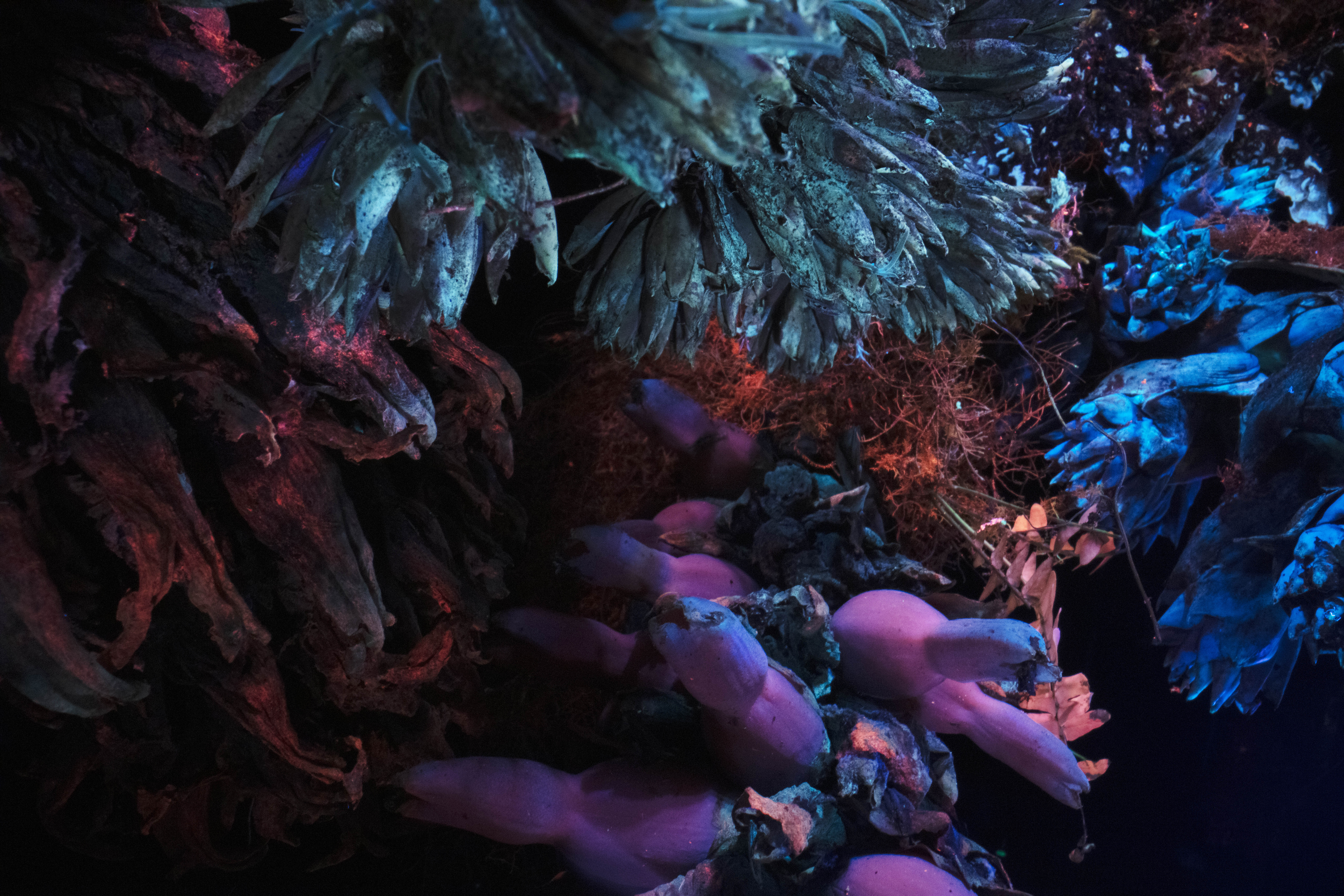 Still from Broken Spectre by Richard Mosse