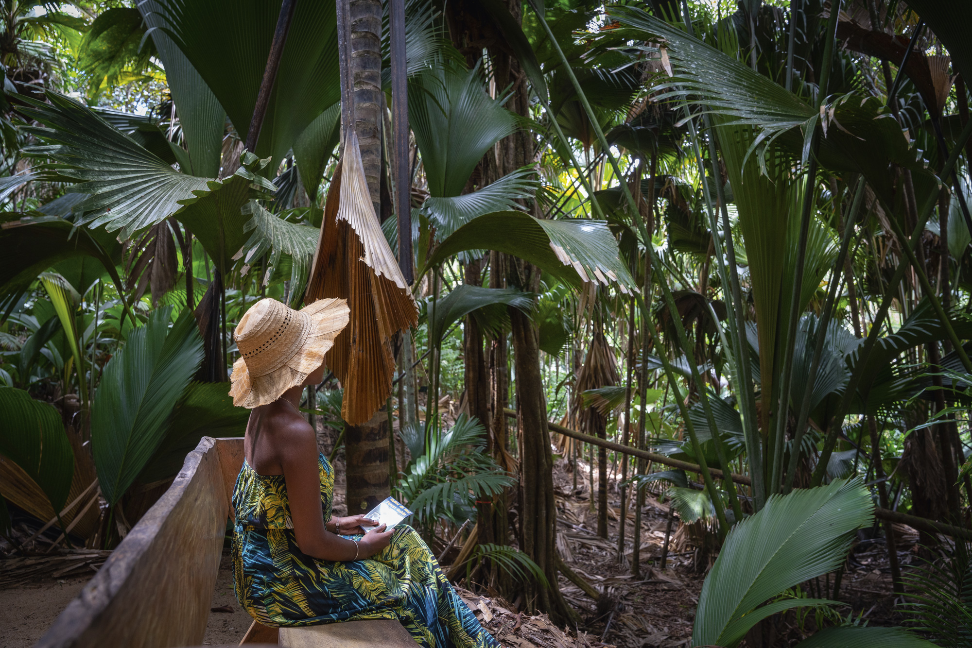 The Seychelles Islands - Coco de mer palm