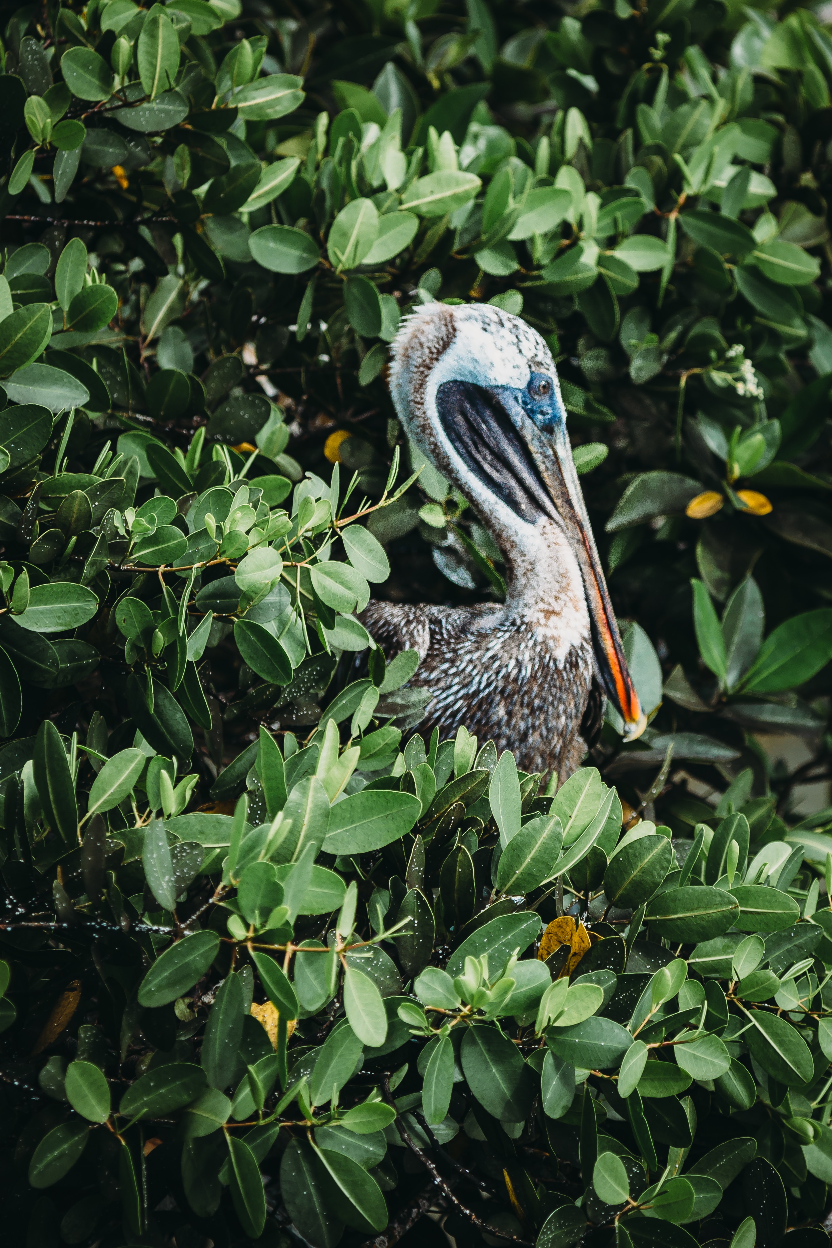 Bespoke Adventures Journeys with Purpose - Bird Island