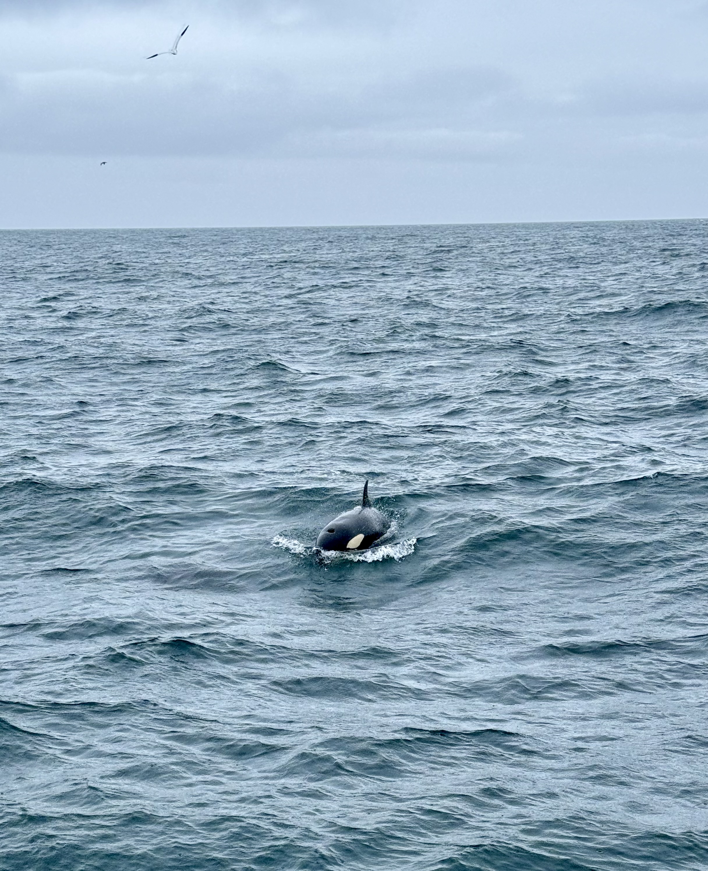 Orca in the sea