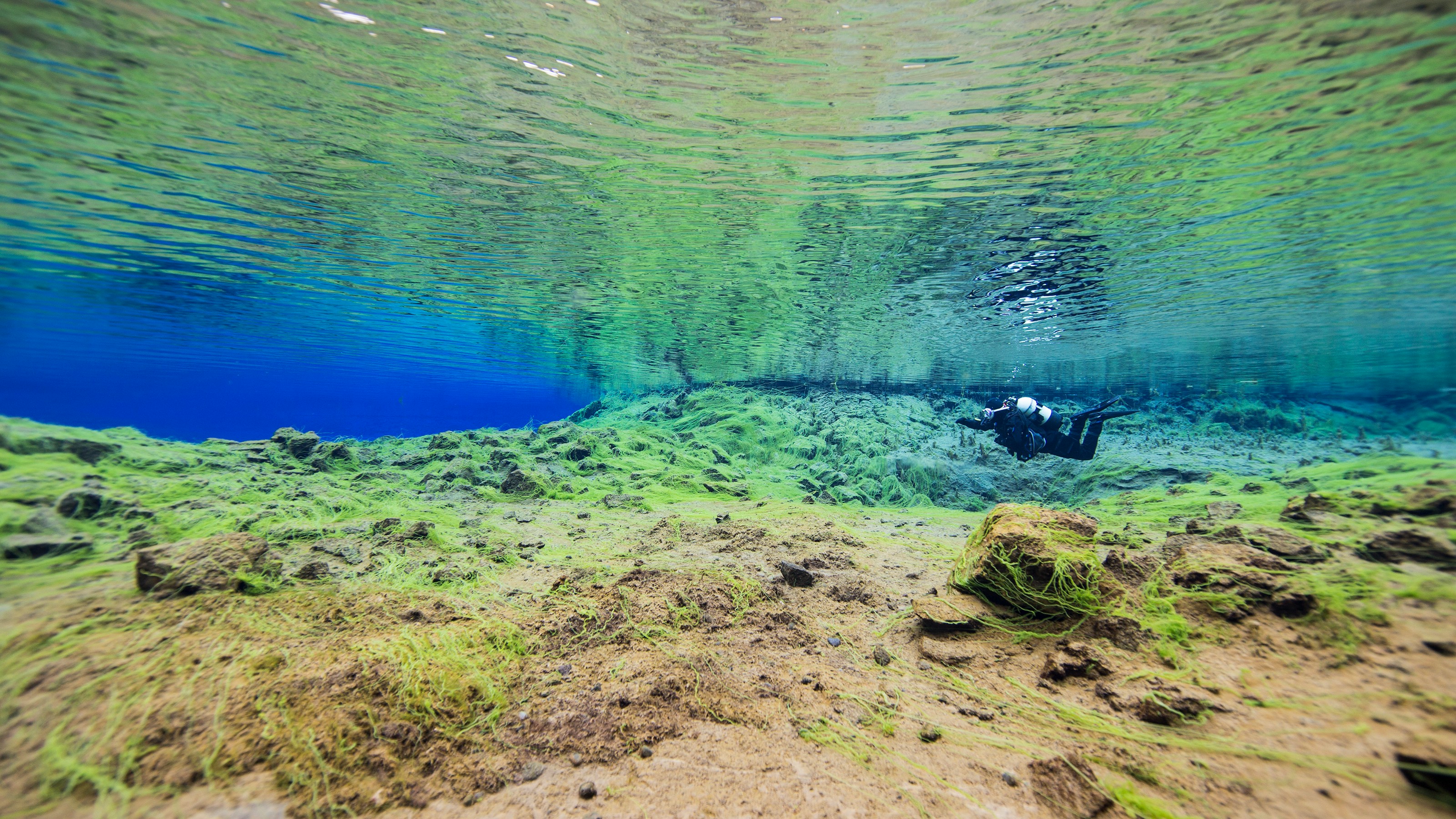 silfra - green seaweed on rocks under water