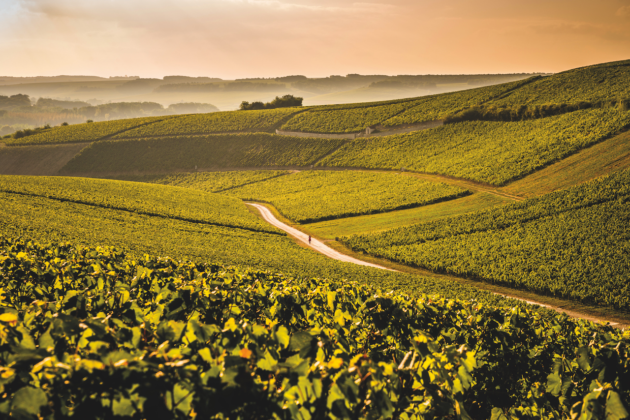 best burgundy wines - La Chablisienne 