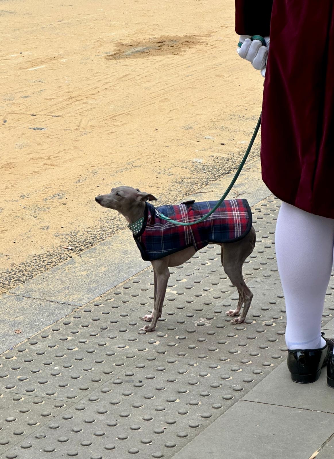 Lord Mayor's Show 2024 - dog in tartan coat