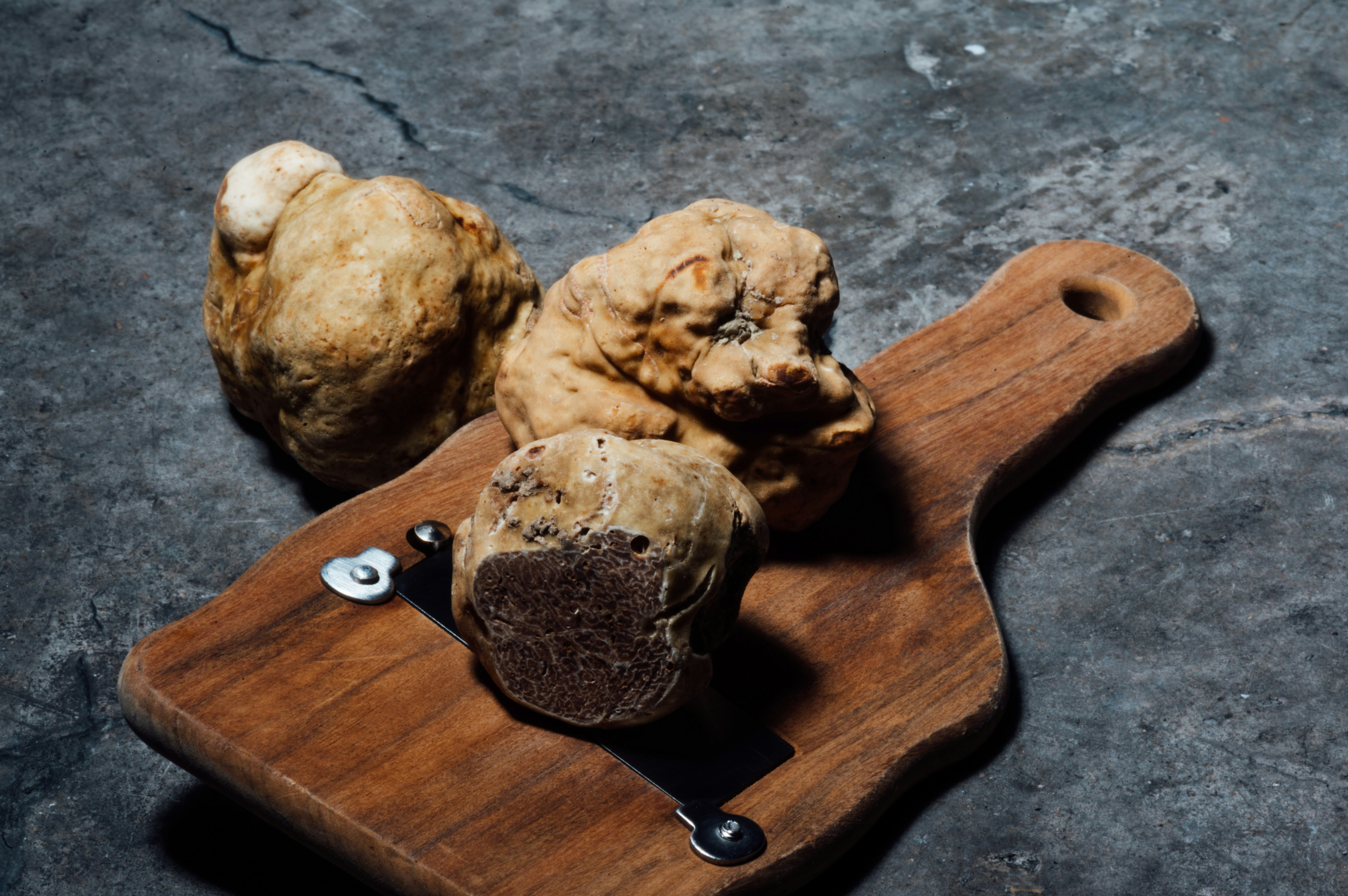 Truffle Hunting in Europe - truffles