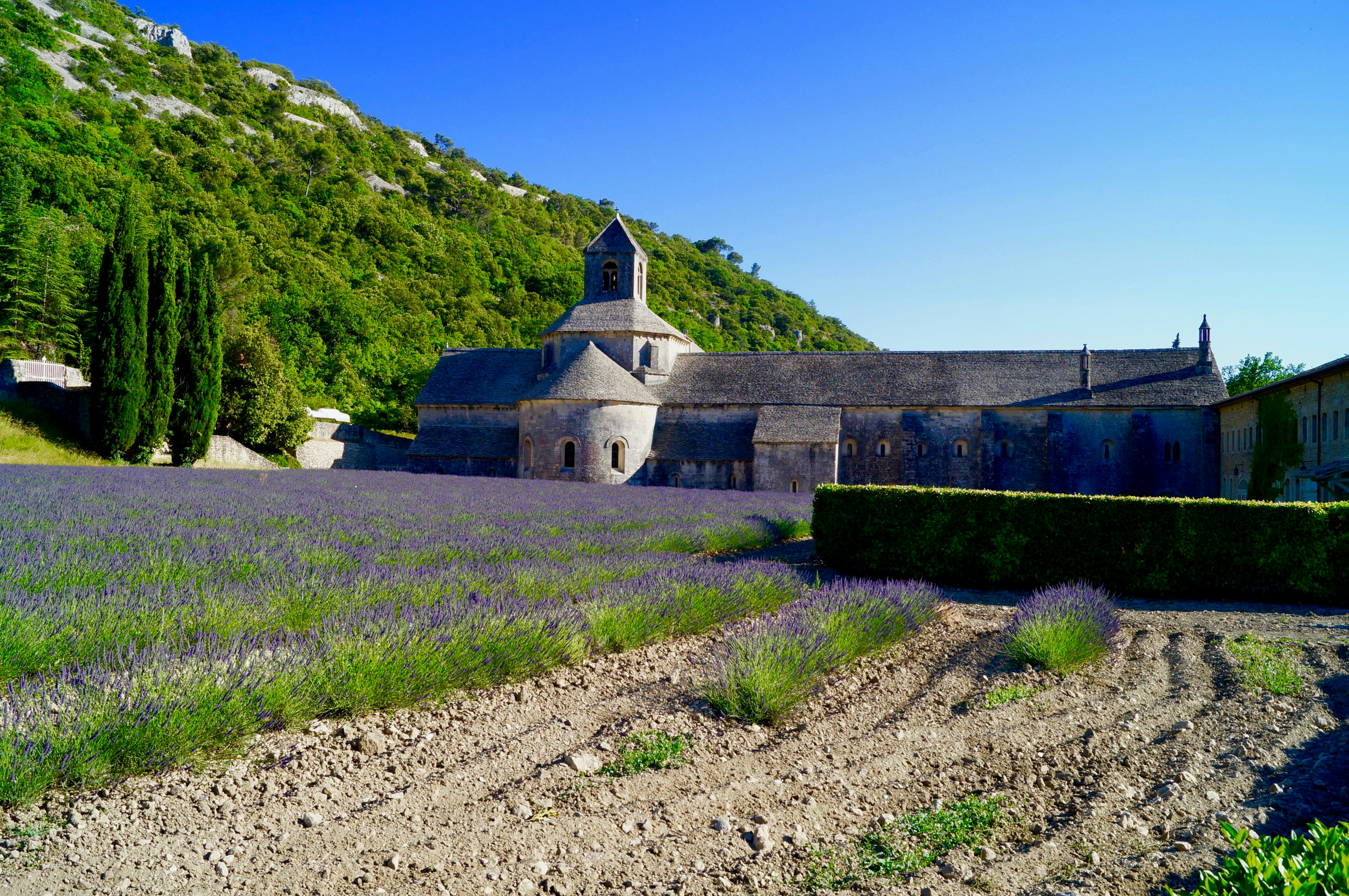 Truffle Hunting in Europe - Provence