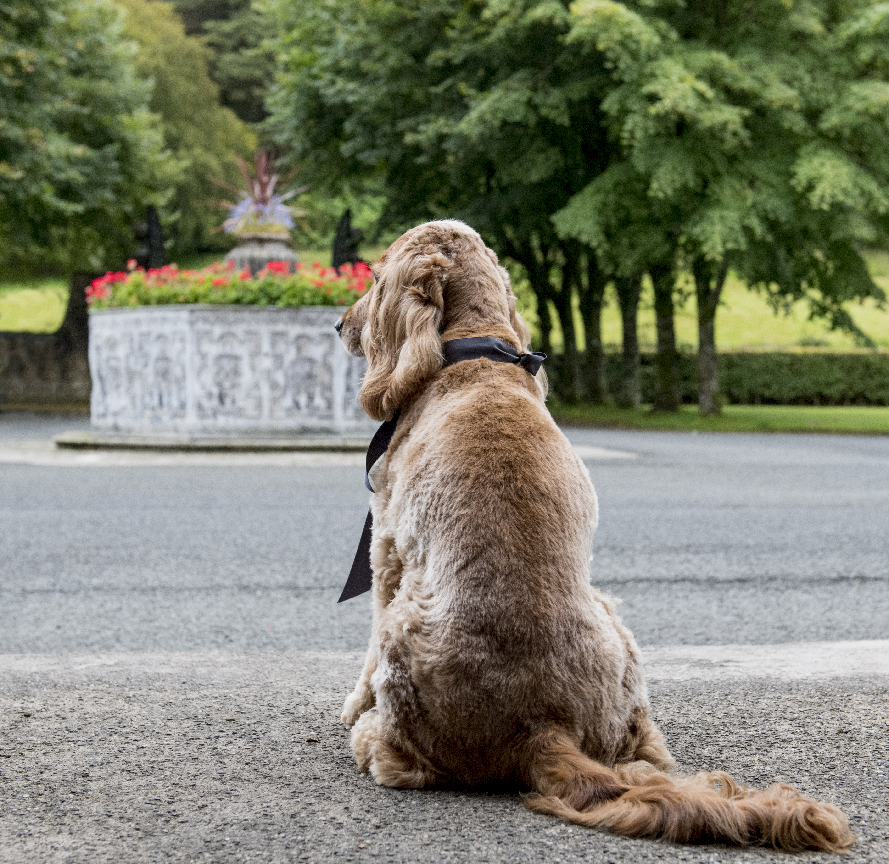 A cocker spaniel sat in the gardens of the dog-friendly Glenapp Castle.