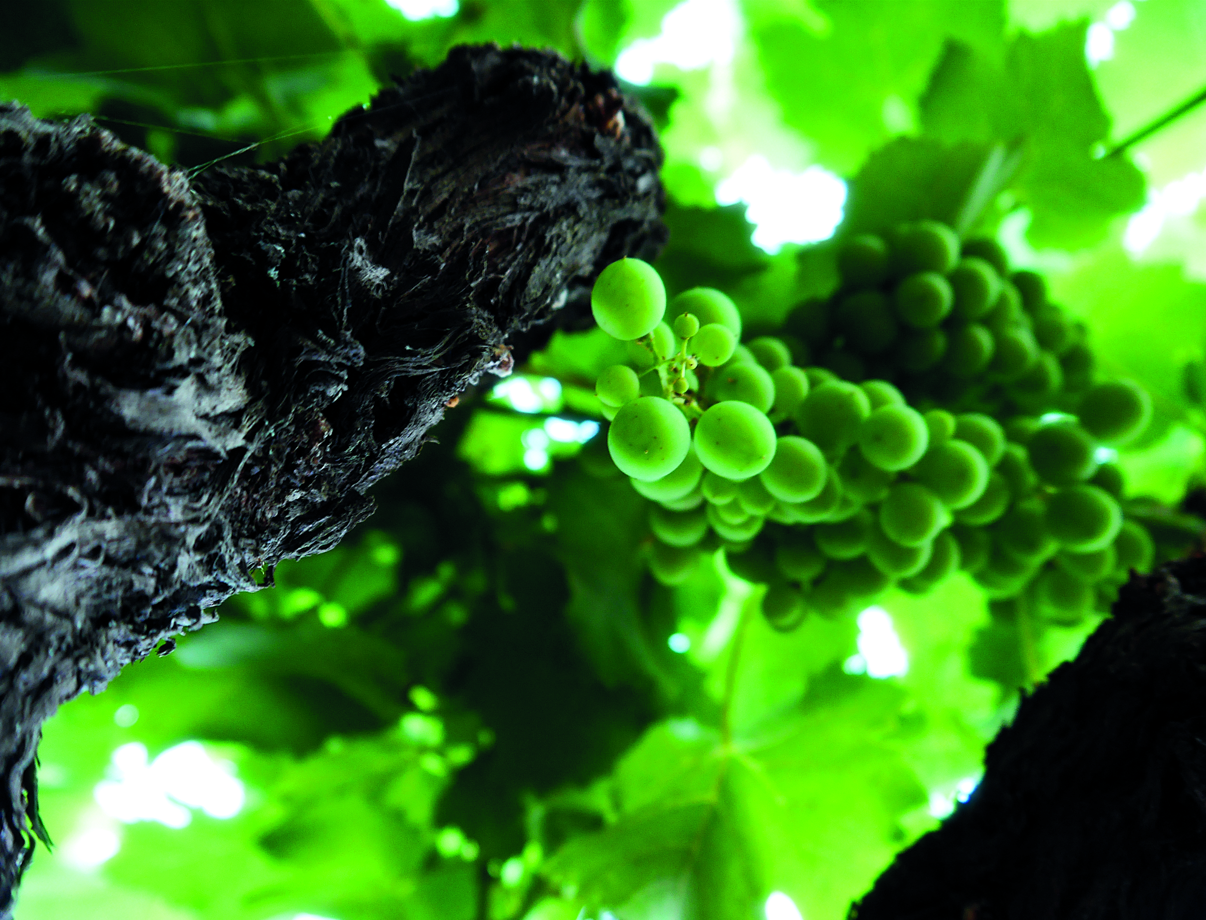 Volcanic Wines - Green grapes growing at Mount Etna