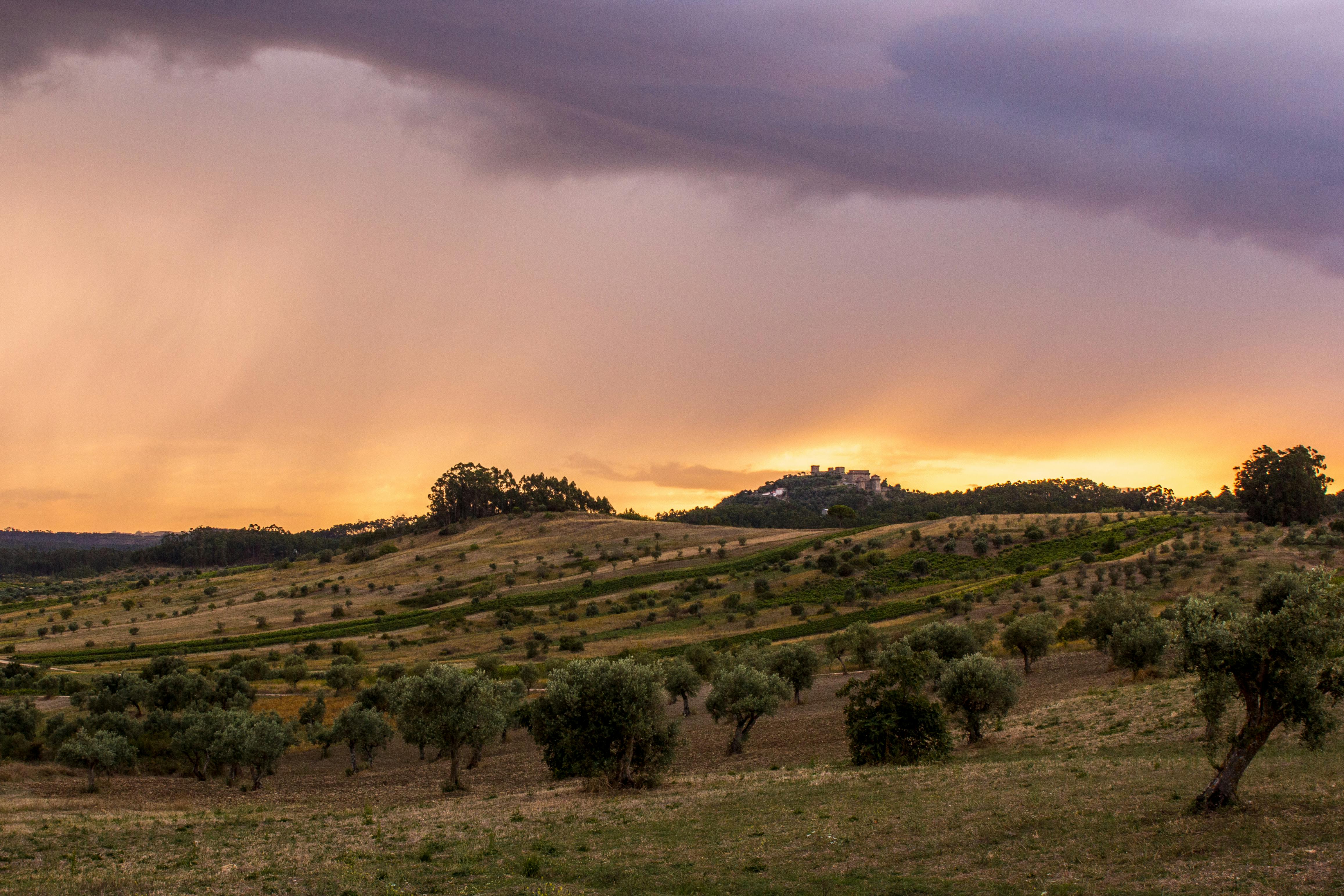 Tuscan hills famous for olive oil tasting.
