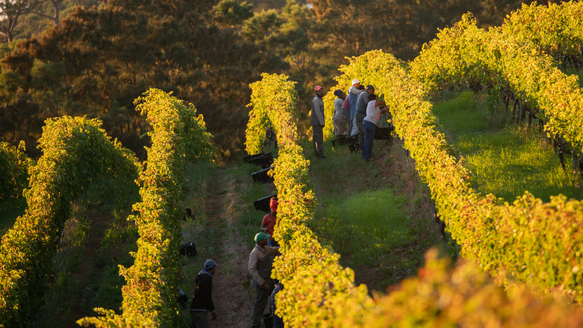 Beau Constantia, South African vineyards.