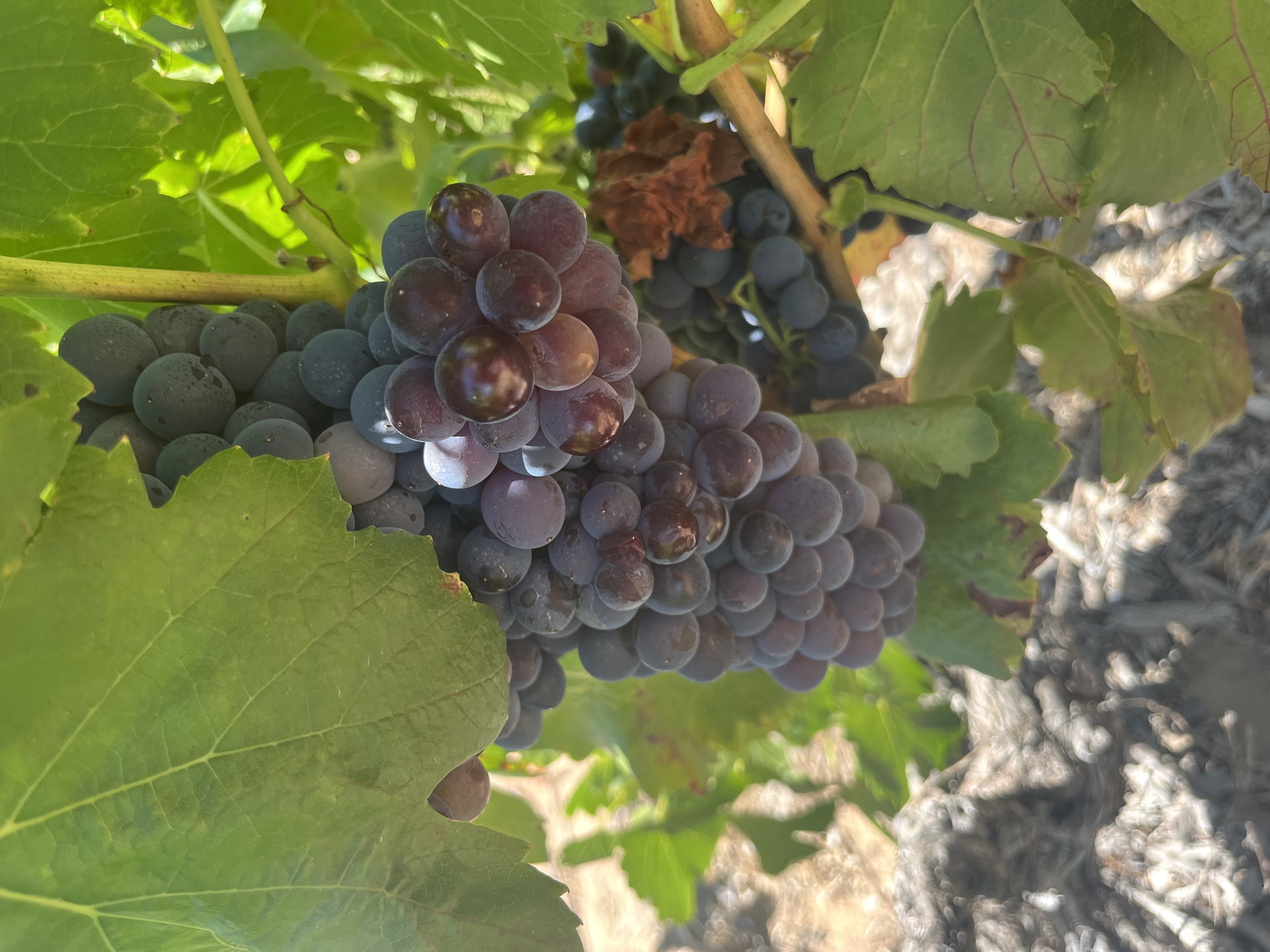 Grenache grapes from South African vineyards. 