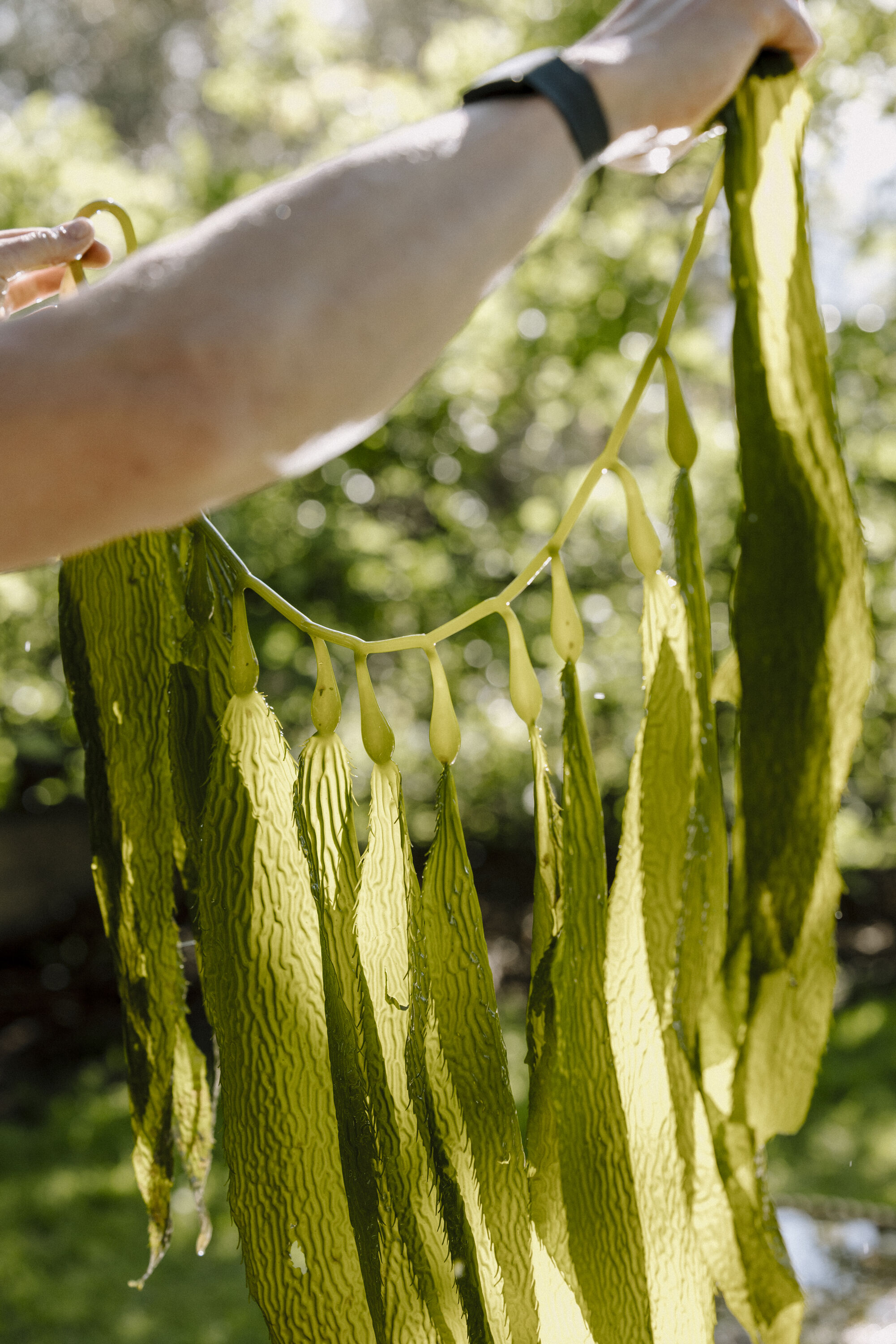 Kelp, Noma LA Residency.