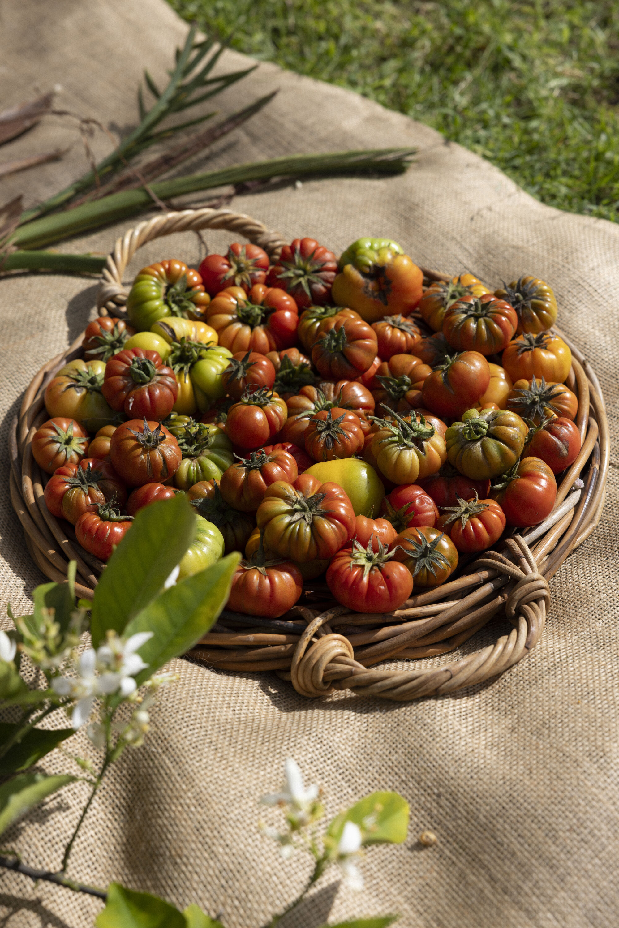 Tomatoes, Noma LA residency.