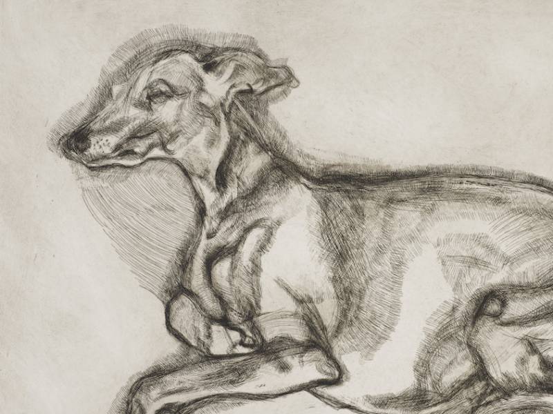 Lucian Freud Etchings V&A - Pluto aged twelve