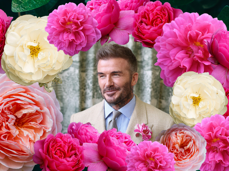 Royal Rose Varieties