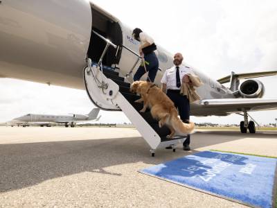 Dog-friendly travel