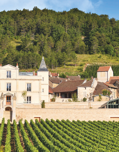 Best Burgundy Wines