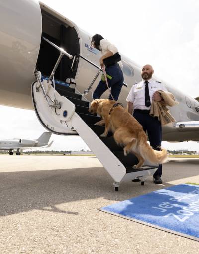 Dog-friendly travel