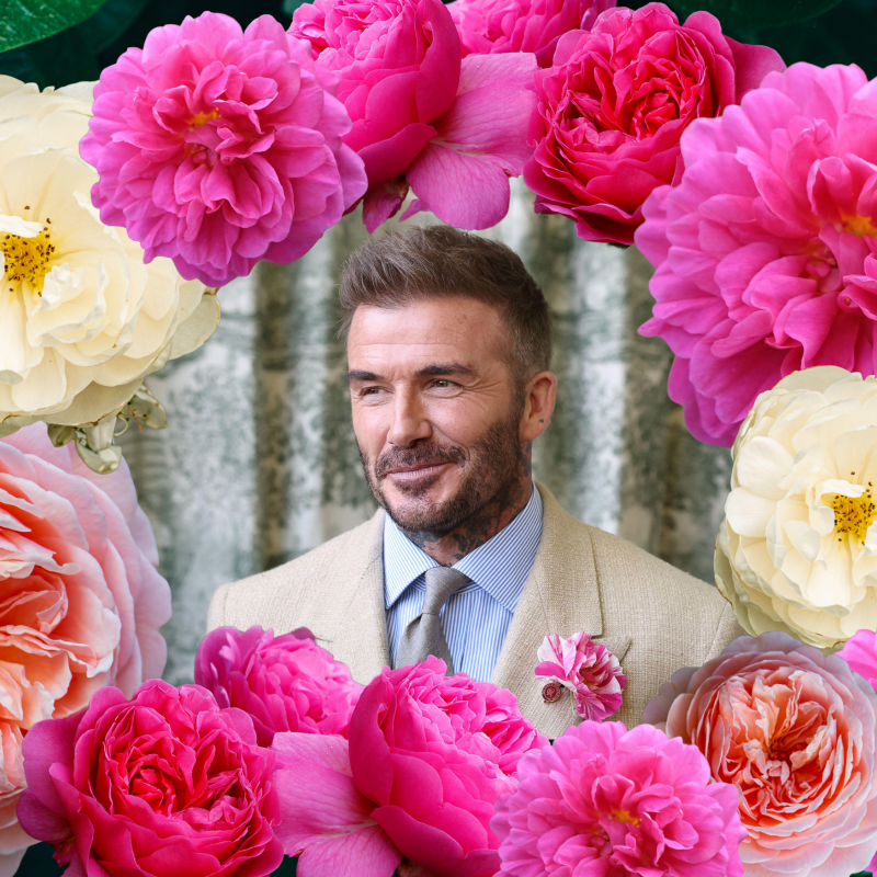 Royal Rose Varieties